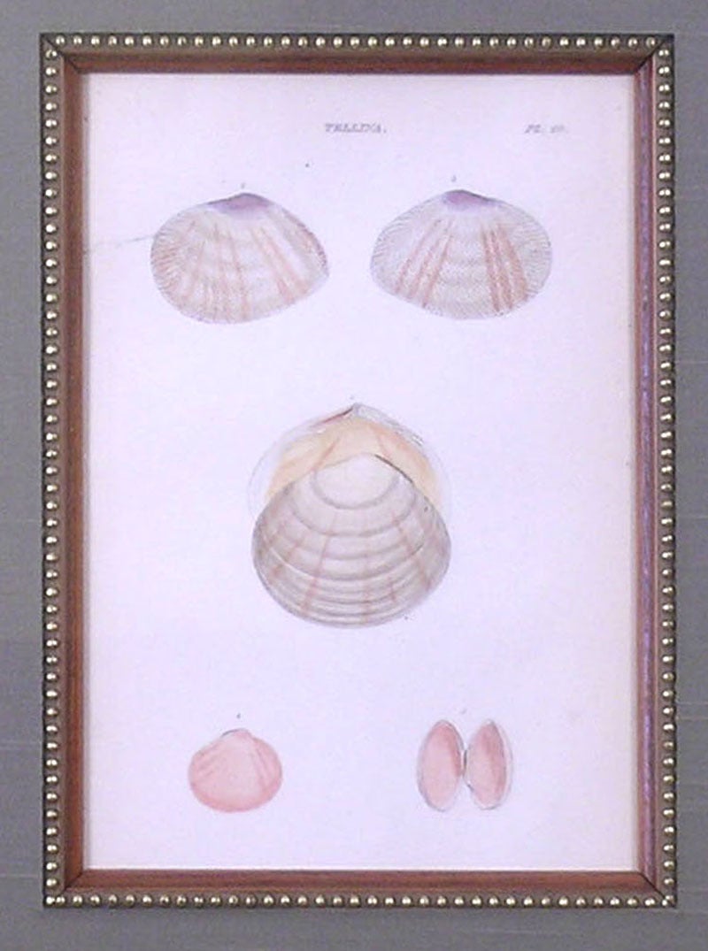 Tellina est une œuvre d'art  Assiette 40 (écharpes) - Académique Sculpture par William Wood (b.1774)