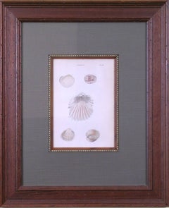 Antique Cardium Plate 56 (Shells)