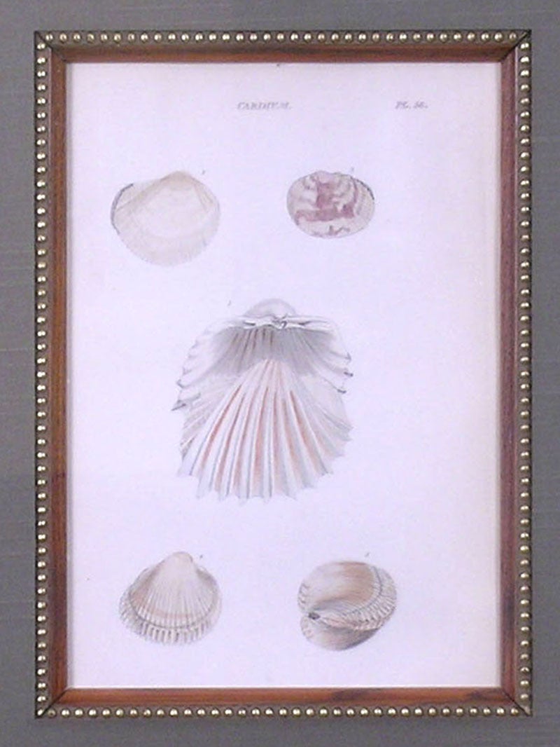 Cardium Plate 56 (Shells)