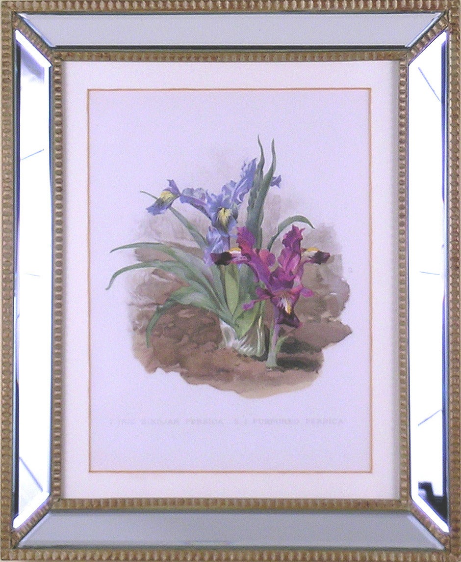 Iris - Print by Henry George Moon