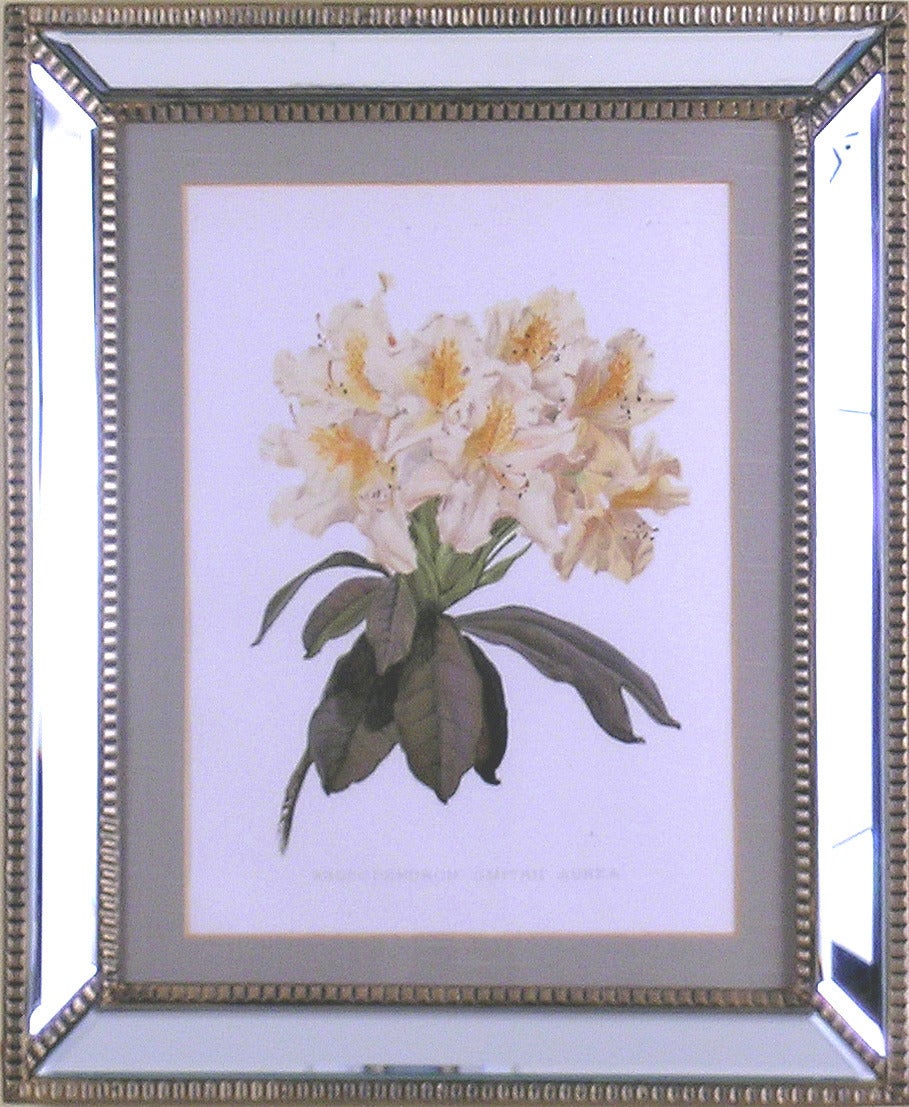 Rhododendron - Print by Henry George Moon