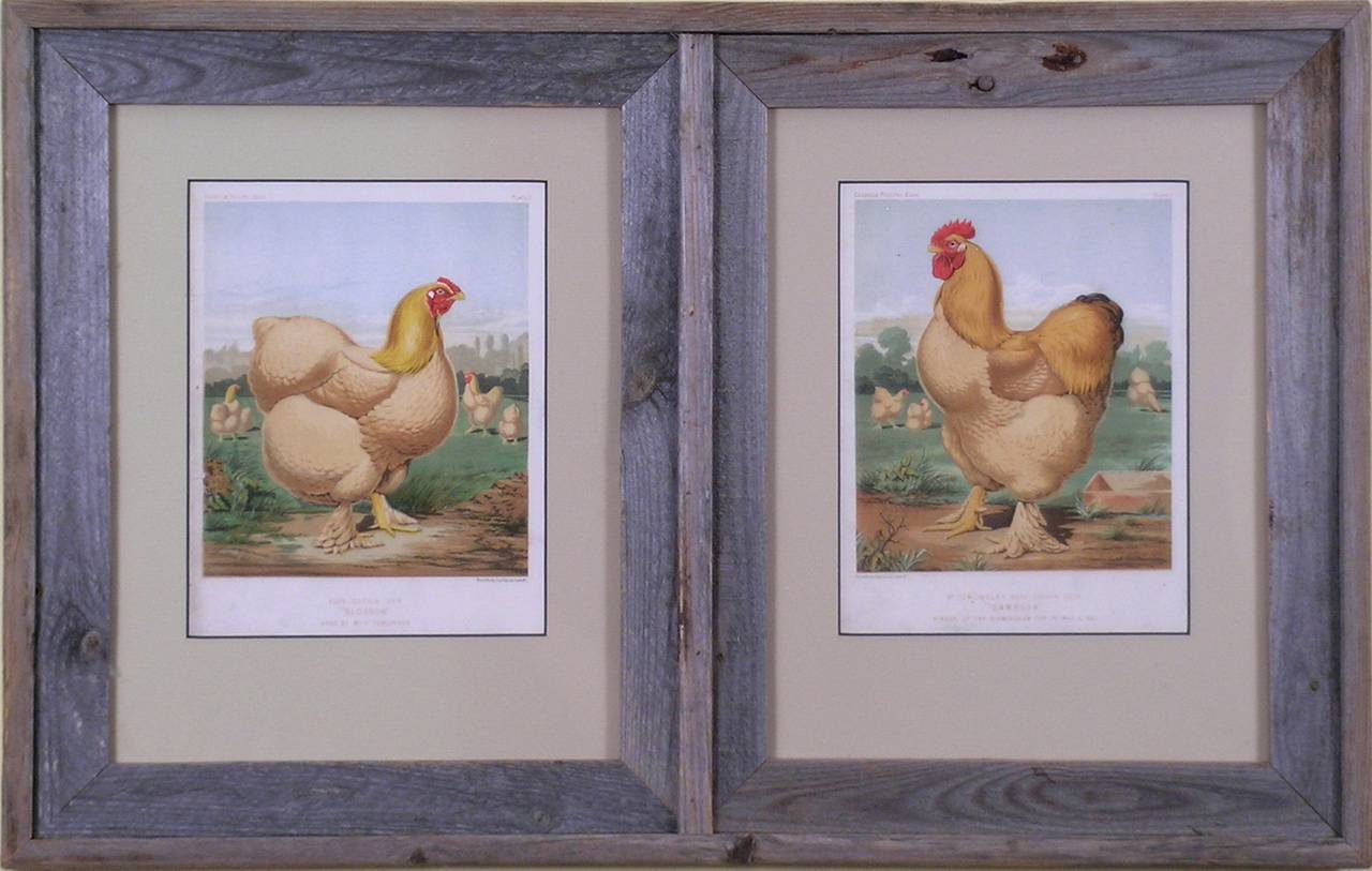 Blossom. Sampson. Buff Cochin Hen & Cock.  (Chickens) - Print by J.W. Ludlow