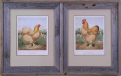 Rosa Blütenblatt. Sampson. Buff Cochin Hen & Cock.  (Chickens)