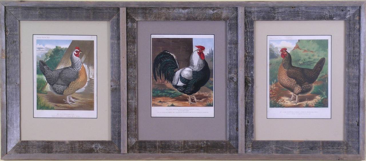 Dorking Chickens: Silver-Grey Hen. Rose-Combed Cock. Single Combed Hen. - Print by J.W. Ludlow