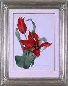 Tulipa Tuberoeniana  (Red Tulip)
