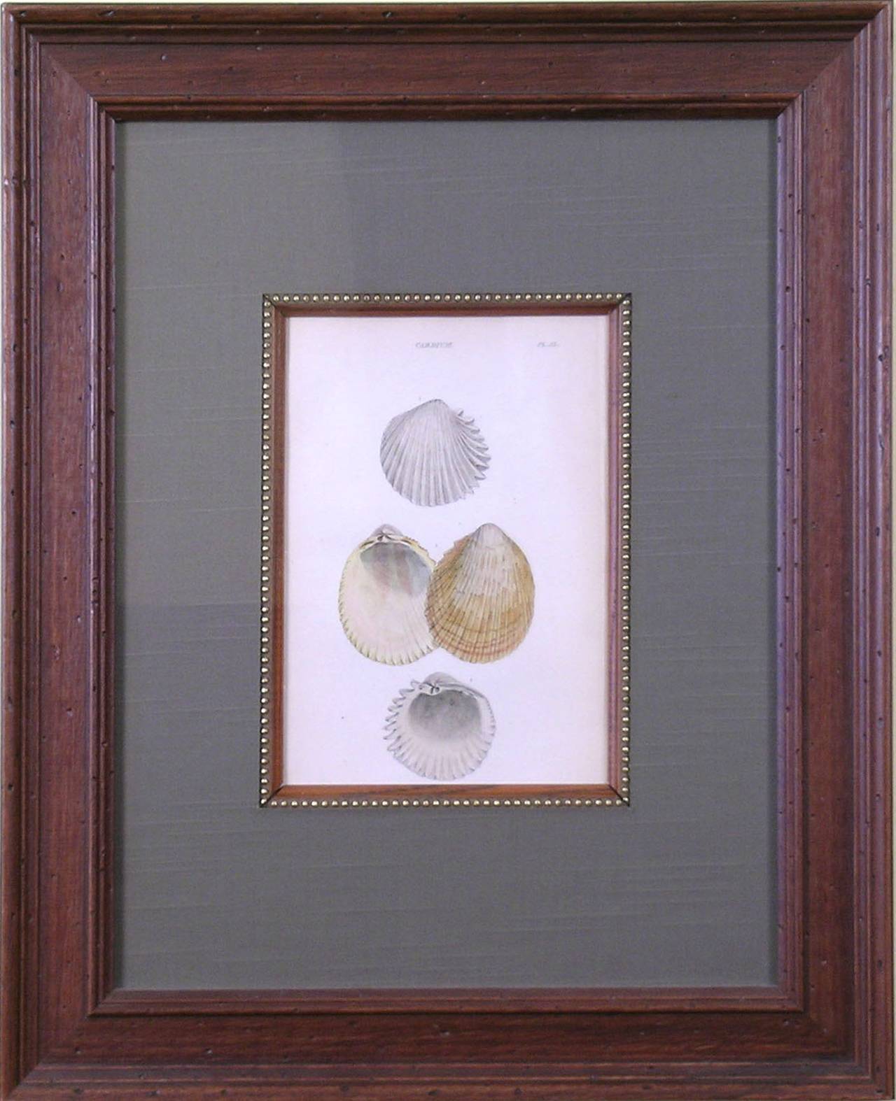 Cardium.  Plate 53 (Shells) - Print by William Wood (b.1774)