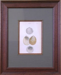 Cardium.  Plate 53 (Shells)