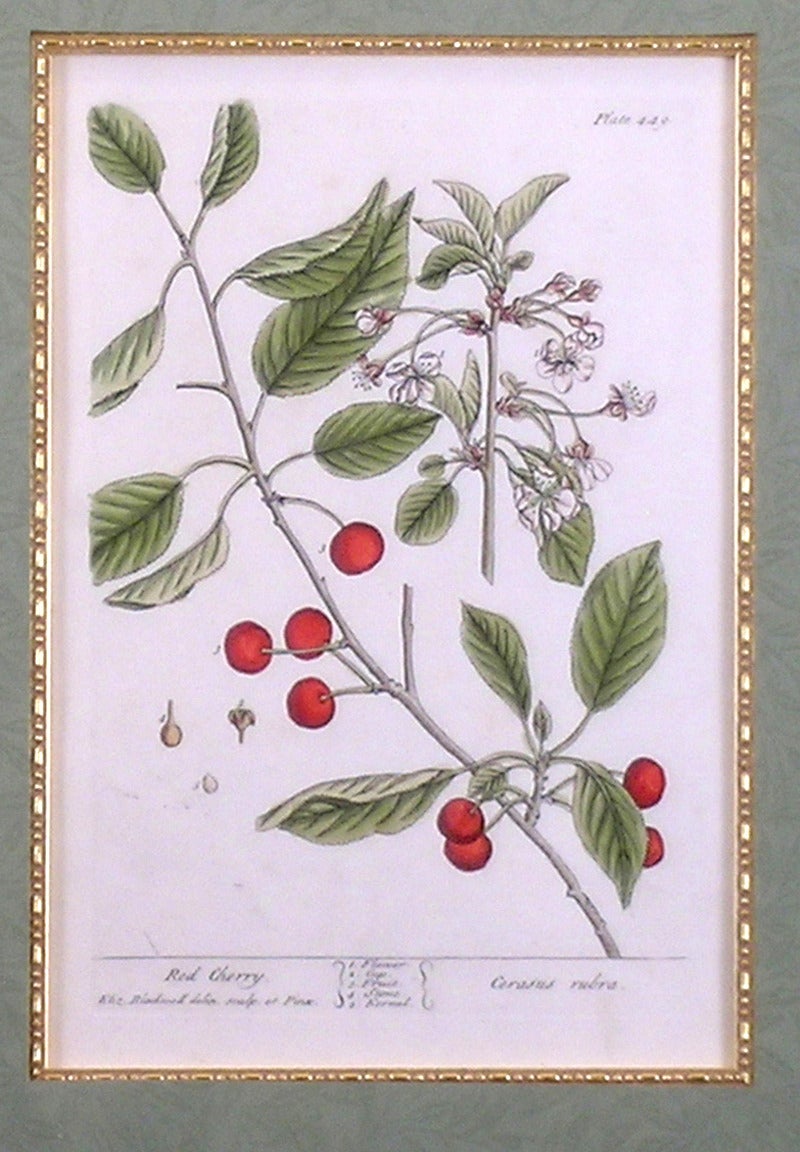 Red Cherry.