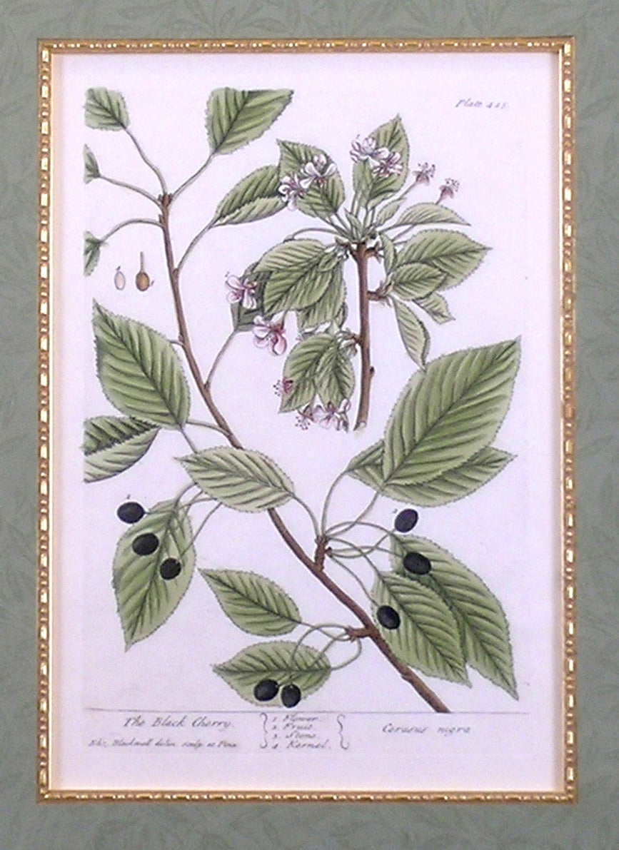 The Black Cherry. - Academic Print by Elizabeth Blackwell