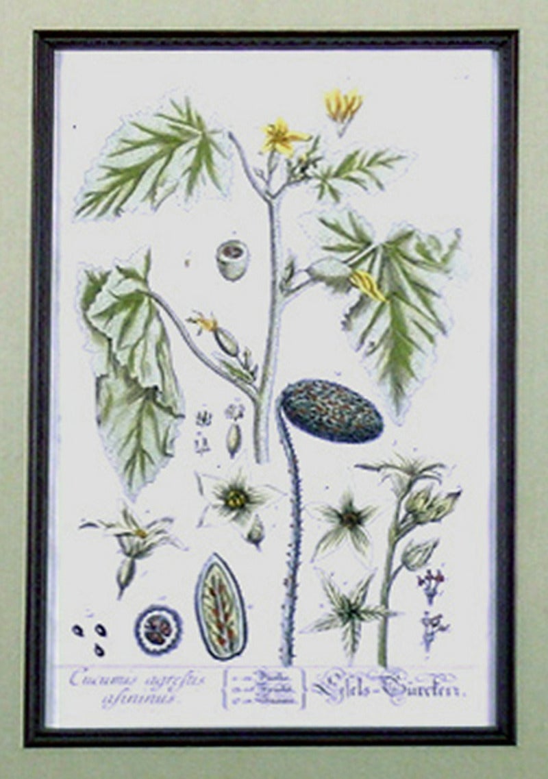 Cucmis agrestis.  (Balsam Apple)
