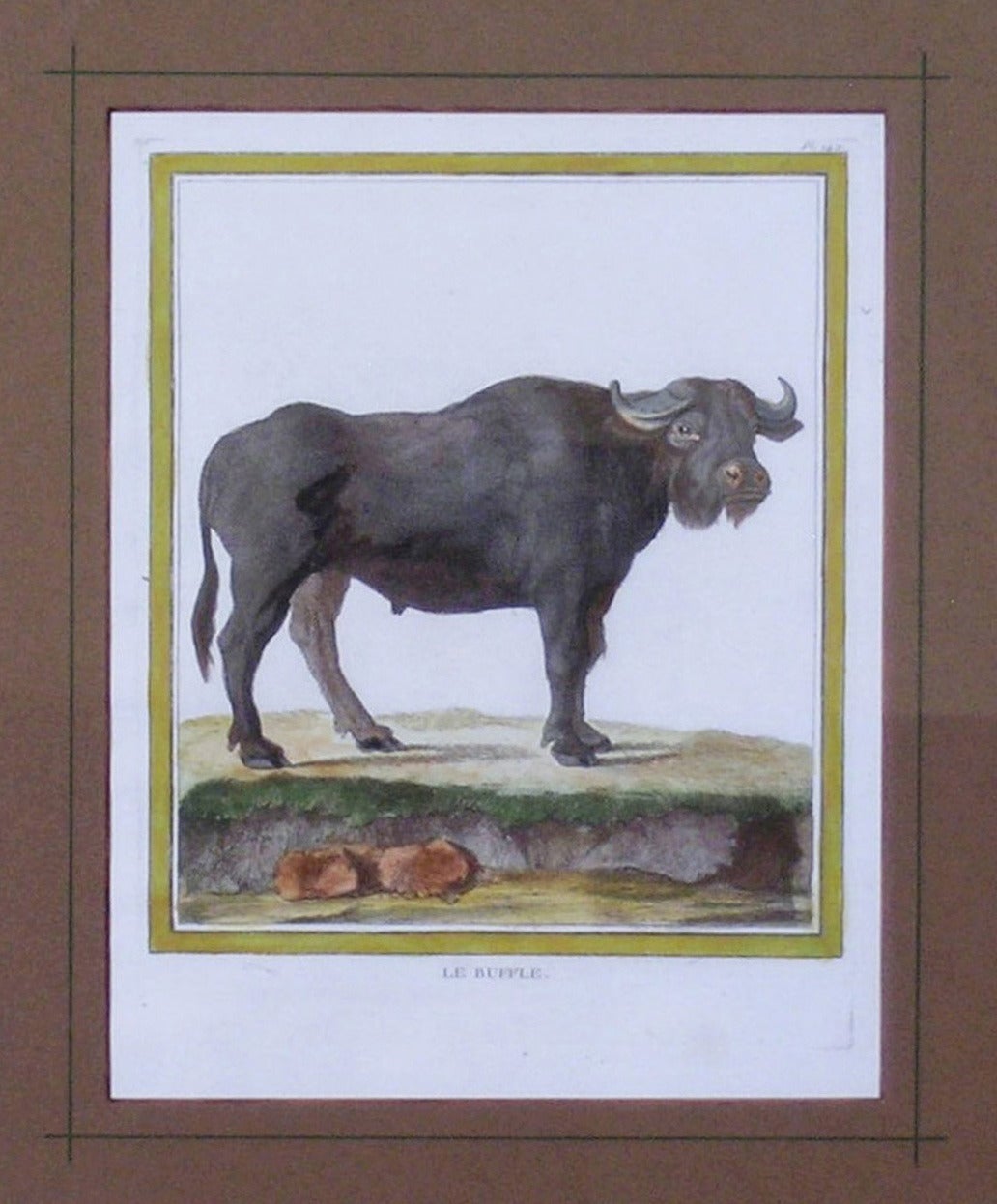 Le Buffle  (Water Buffalo) - Academic Print by Georges-Louis Leclerc, Comte de Buffon