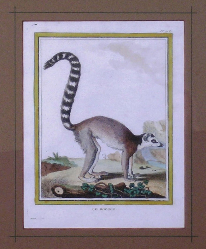 Le Mococo (Monkey Lemur)