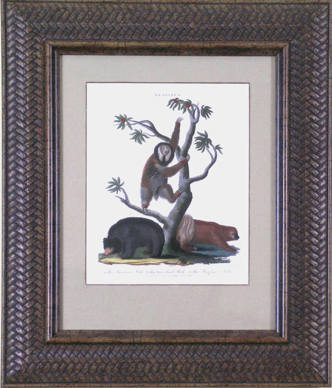 Bradypus (Three-toed Sloth) - Print by John Wilkes
