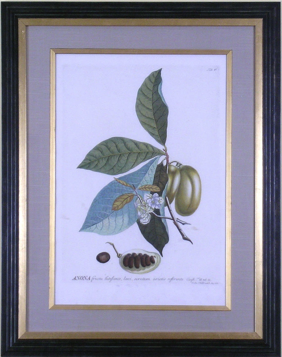 Anona (Pawpaw Fruit) - Print by Georg Dionysius Ehret