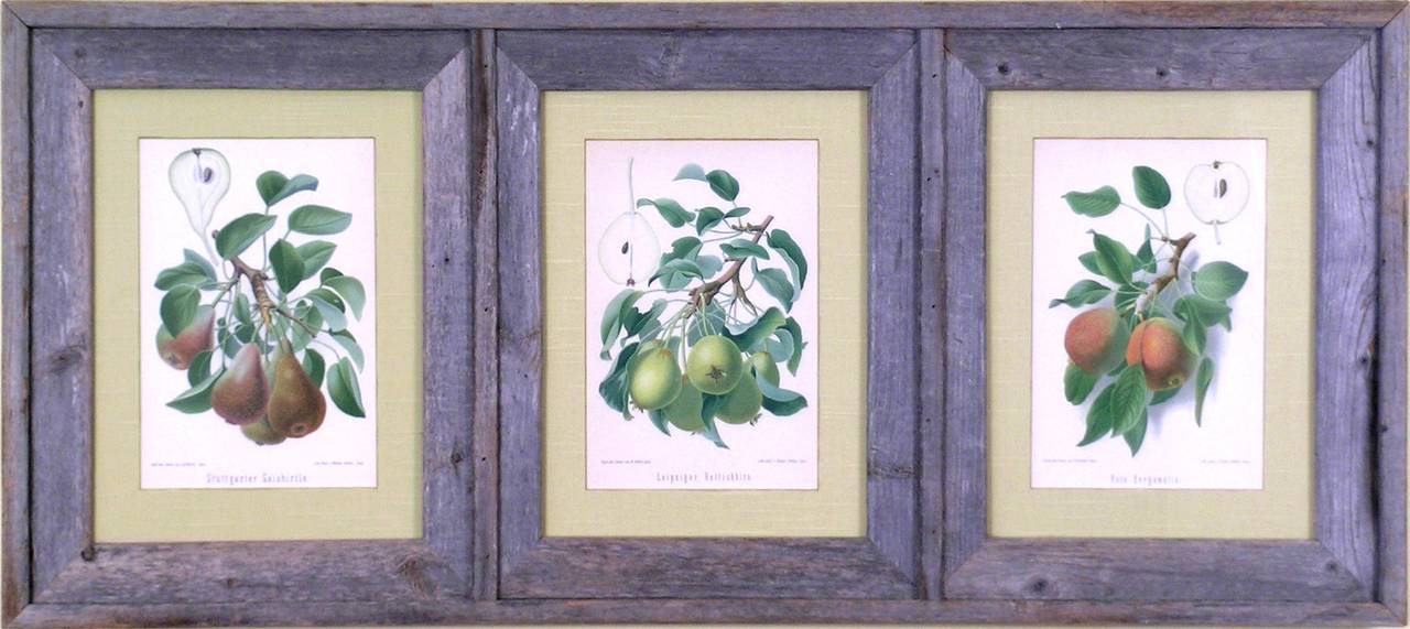 Triptych of Pears. - Print by Rudolph Goethe