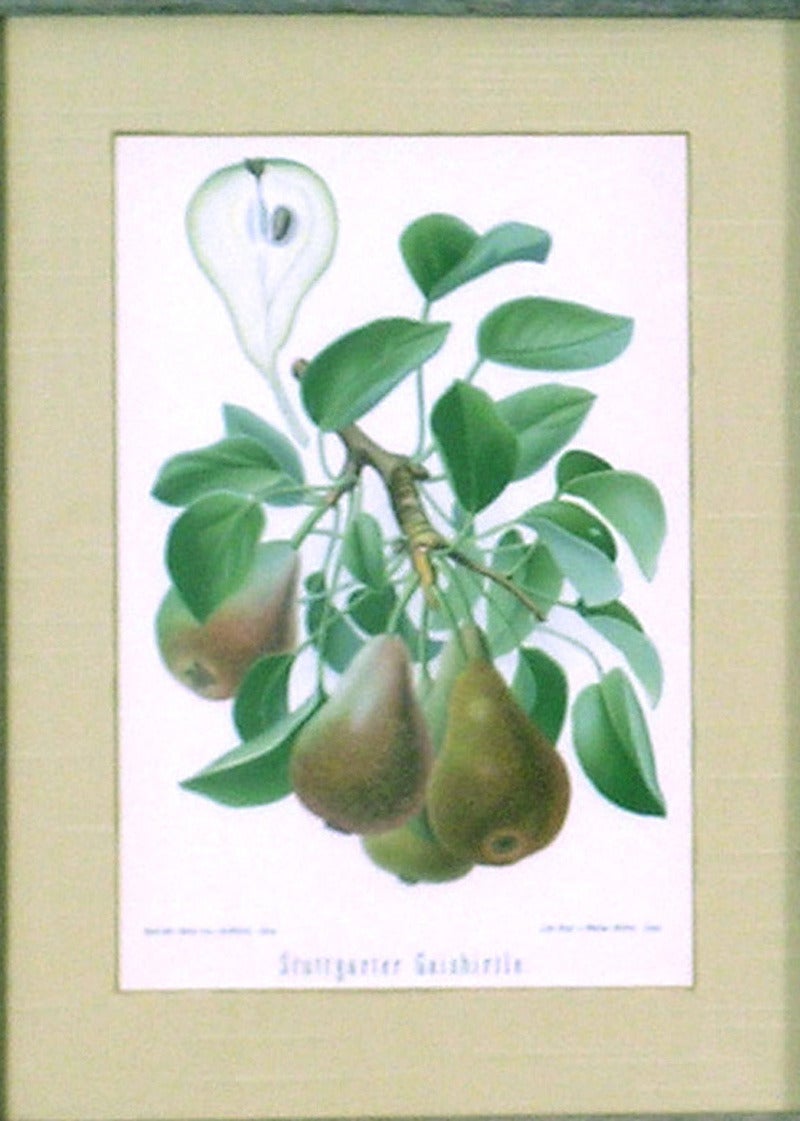 Triptych of Pears. - Academic Print by Rudolph Goethe
