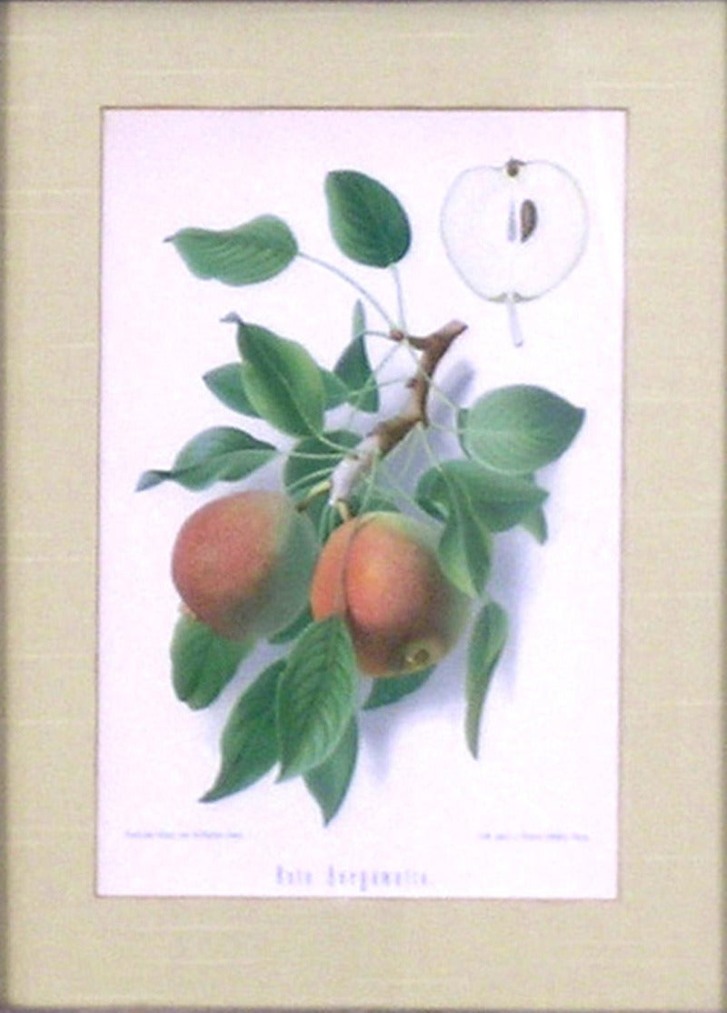 Triptych of Pears. For Sale 1