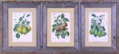 Triptych of Pears