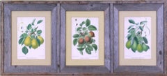 Antique Triptych of Pears