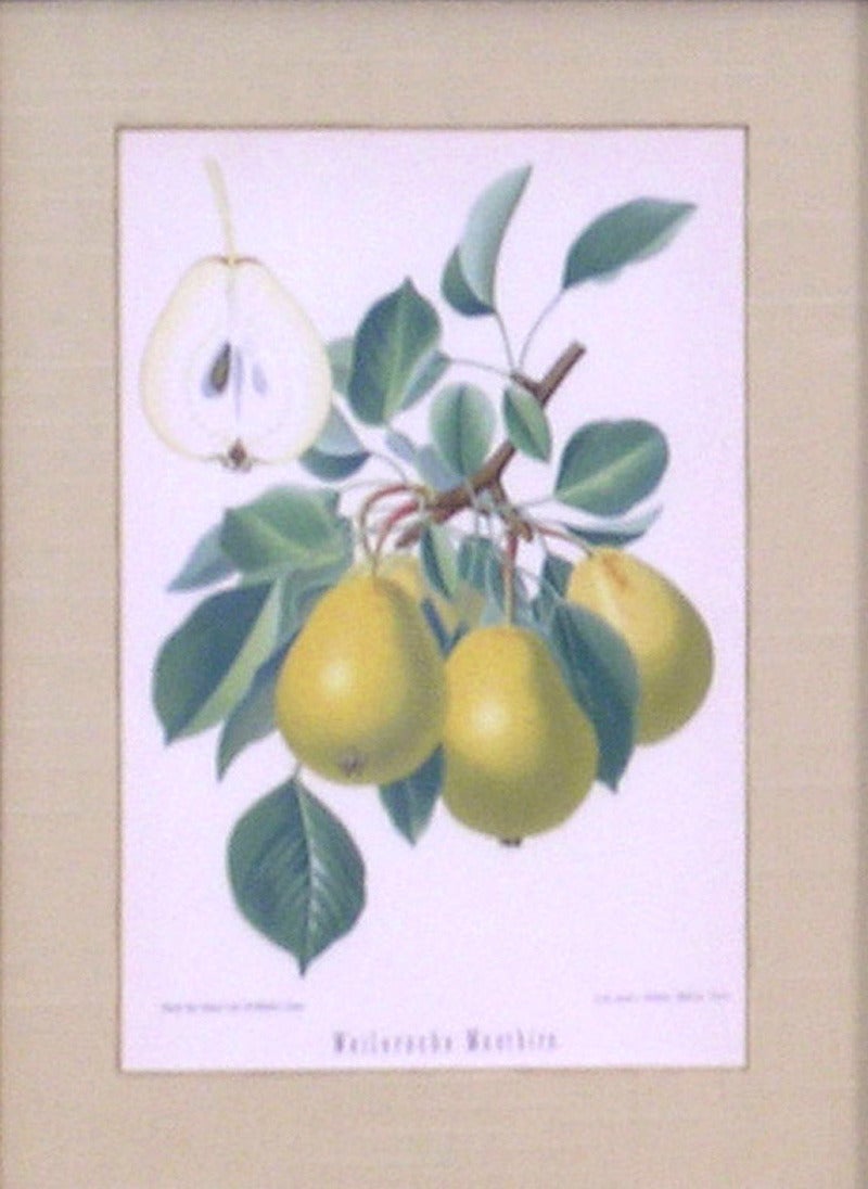 Triptych of Pears
