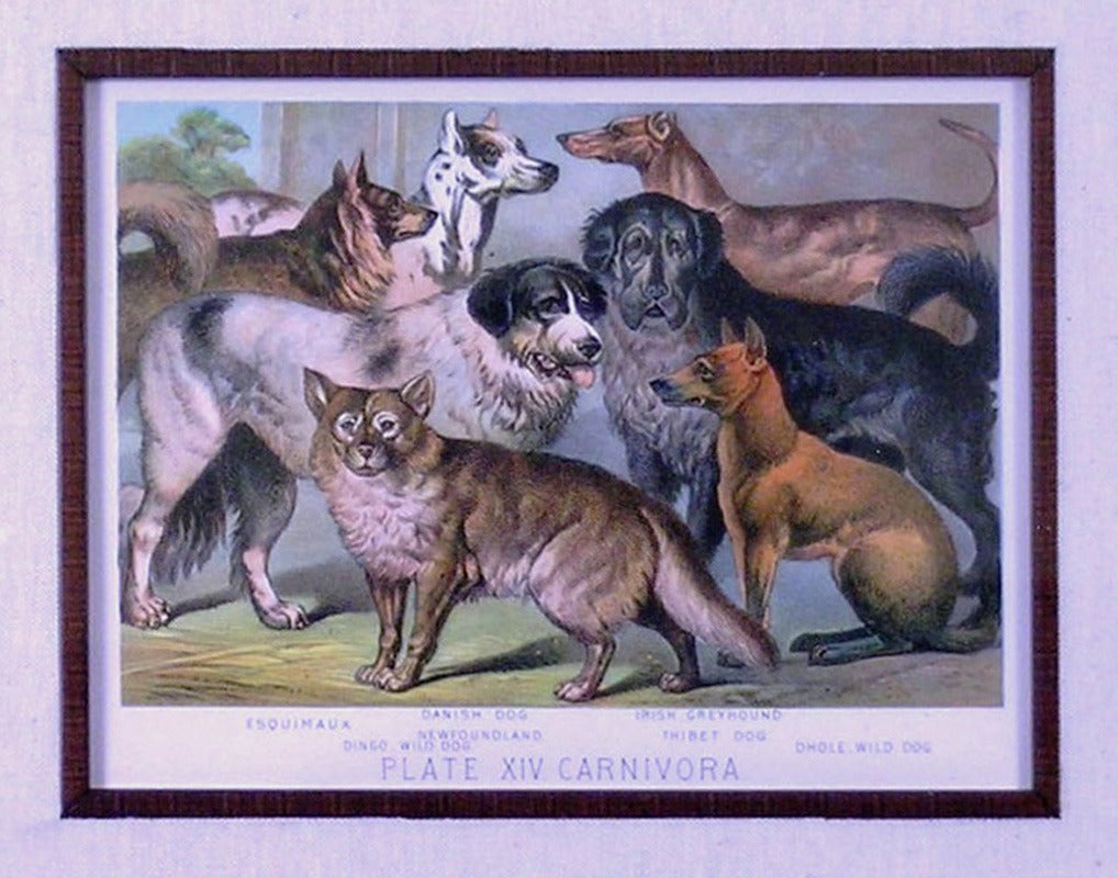 Plate XIV. Carnivora. Newfoundland, Greyhound, Thibet Mastiff - Print by Henry J. Johnson