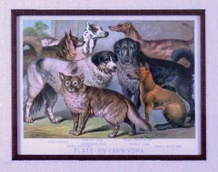 Antique Plate XIV. Carnivora. Newfoundland, Greyhound, Thibet Mastiff