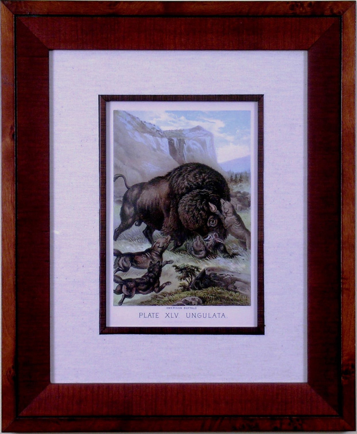 Plate XLV.  Ungulata.  American Buffalo - Print by Henry J. Johnson
