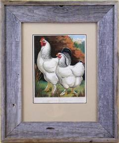 Antique American Light Bramas (Chickens)