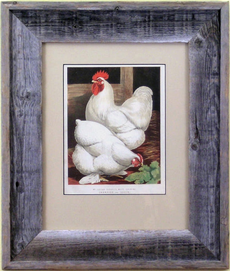 White Cochins:  Champion and Queen (Chickens) - Print by J.W. Ludlow