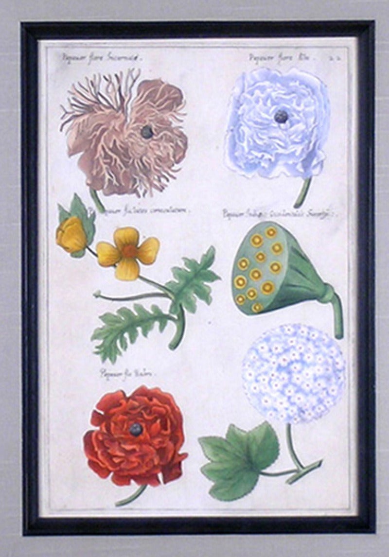 Papauer Flore. (Poppy Flower)