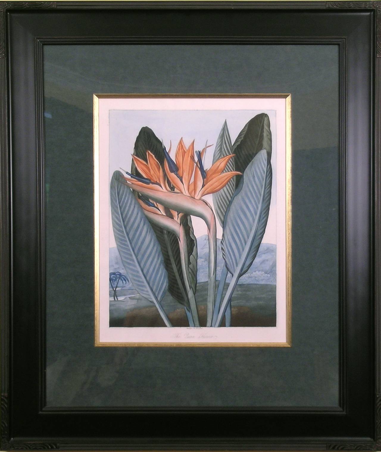 The Queen Flower  (Bird of Paradise) - Print by Dr. Robert John Thornton