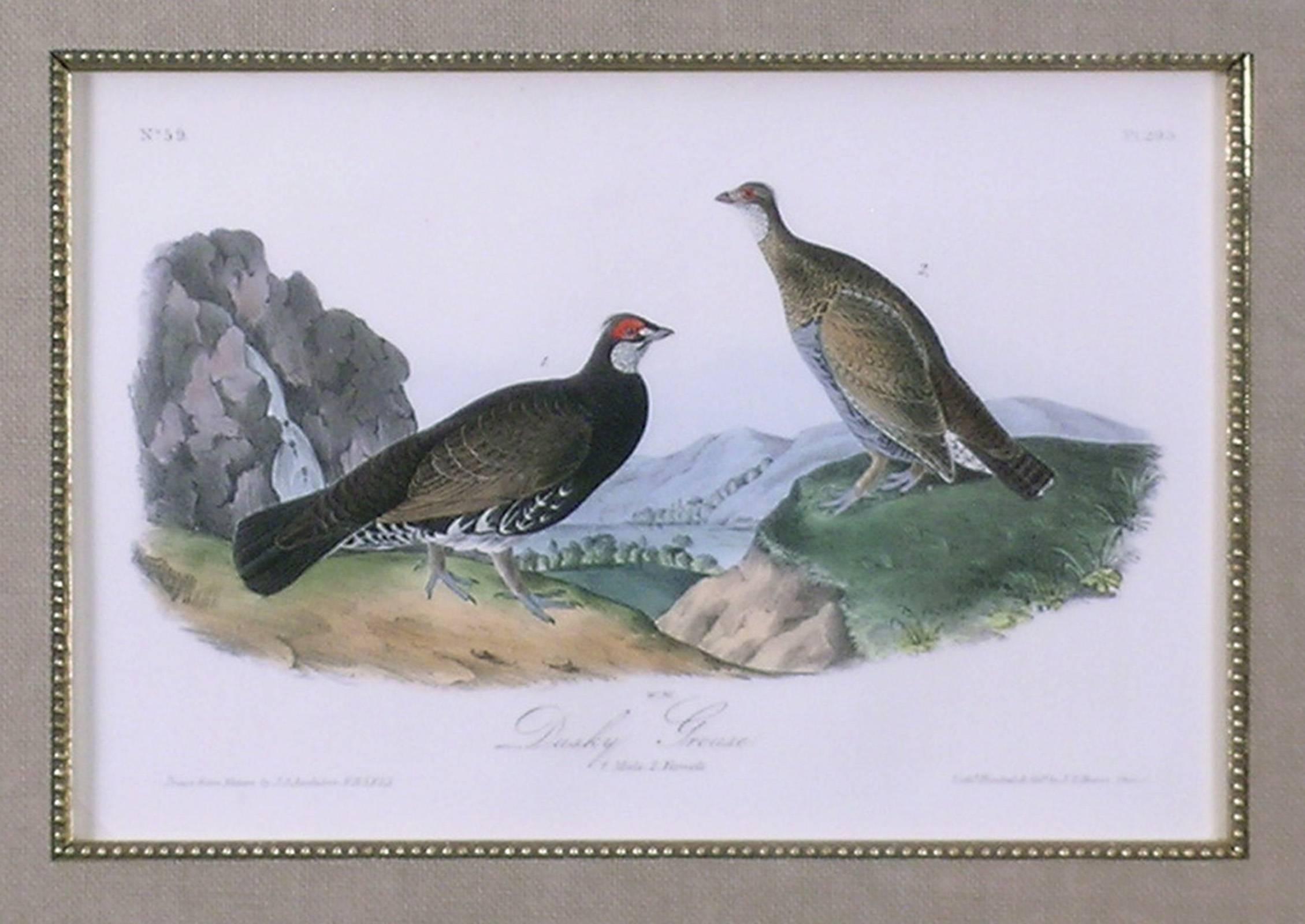 Dusky Grouse - Academic Print by John James Audubon