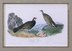 Dusky Grouse
