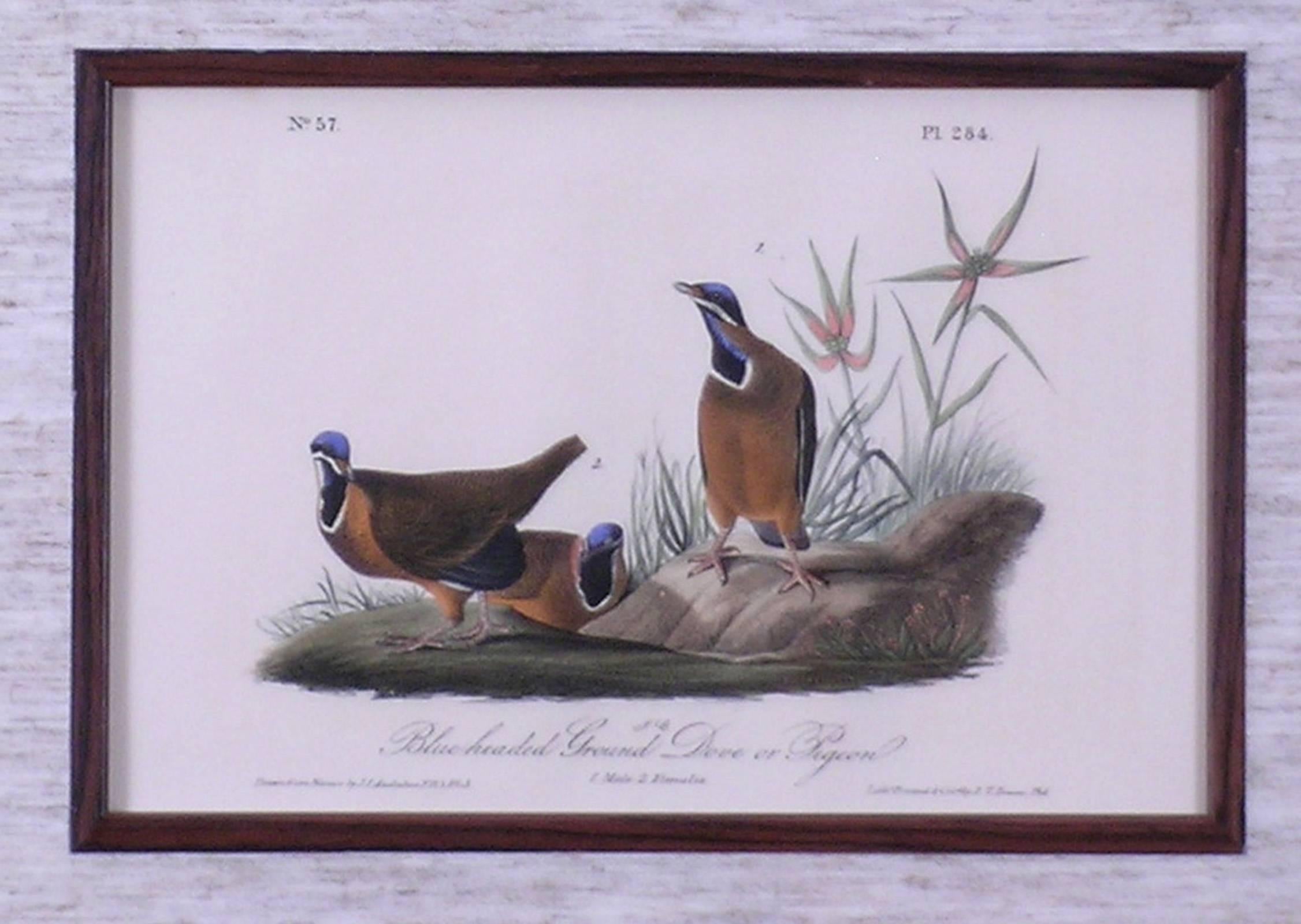 Blue-headed Ground Dove or Pigeon - Academic Print by John James Audubon