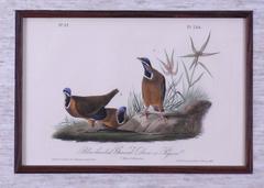 Blue-headed Ground Dove or Pigeon