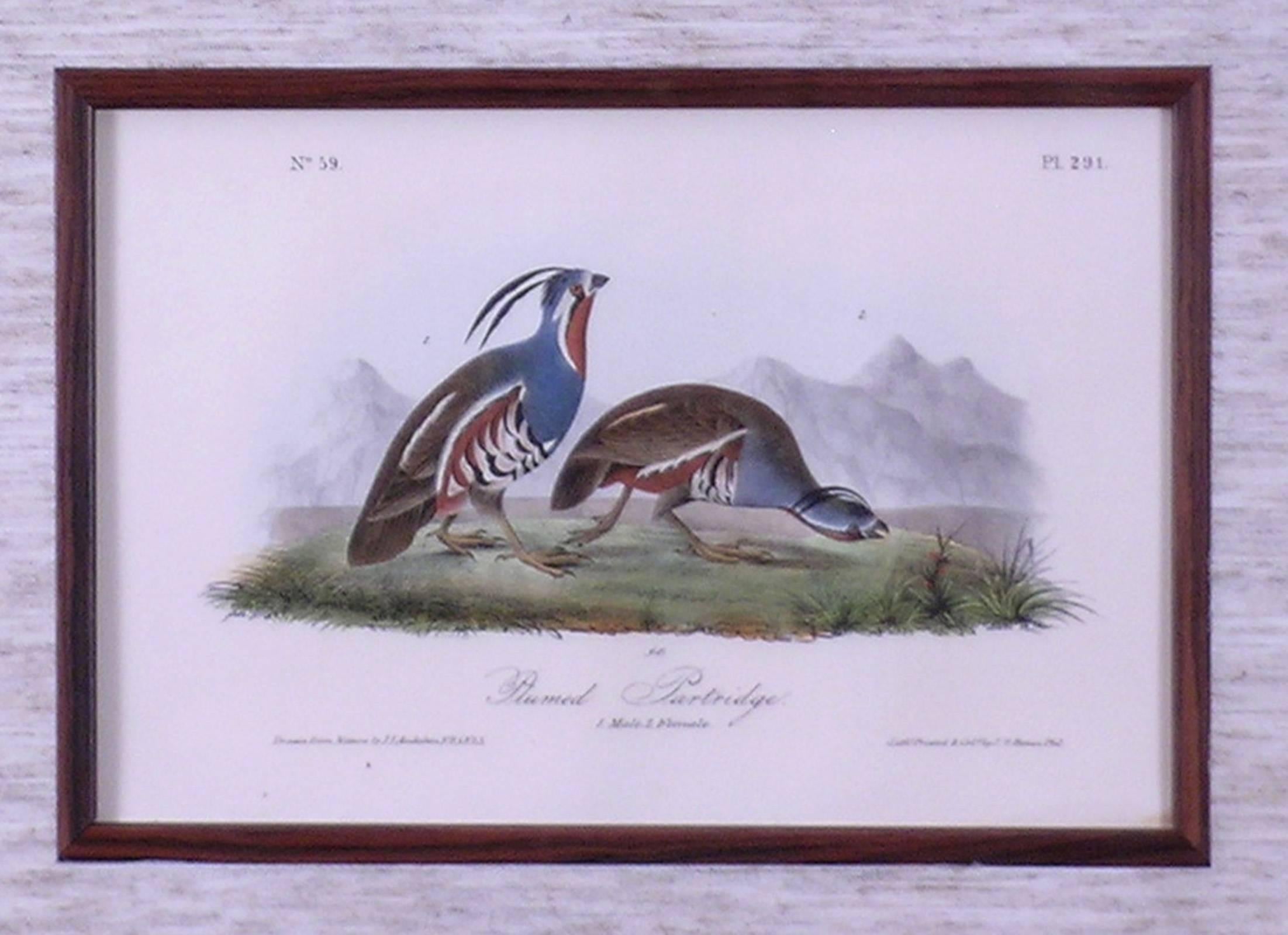 Plumed Partridge - Academic Print by John James Audubon