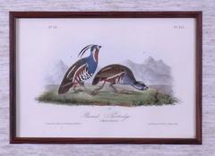 Plumed Partridge