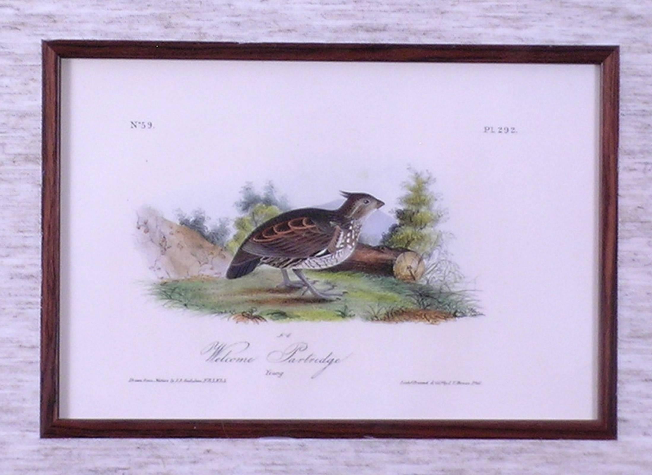 Welcome Partridge - Academic Print by John James Audubon