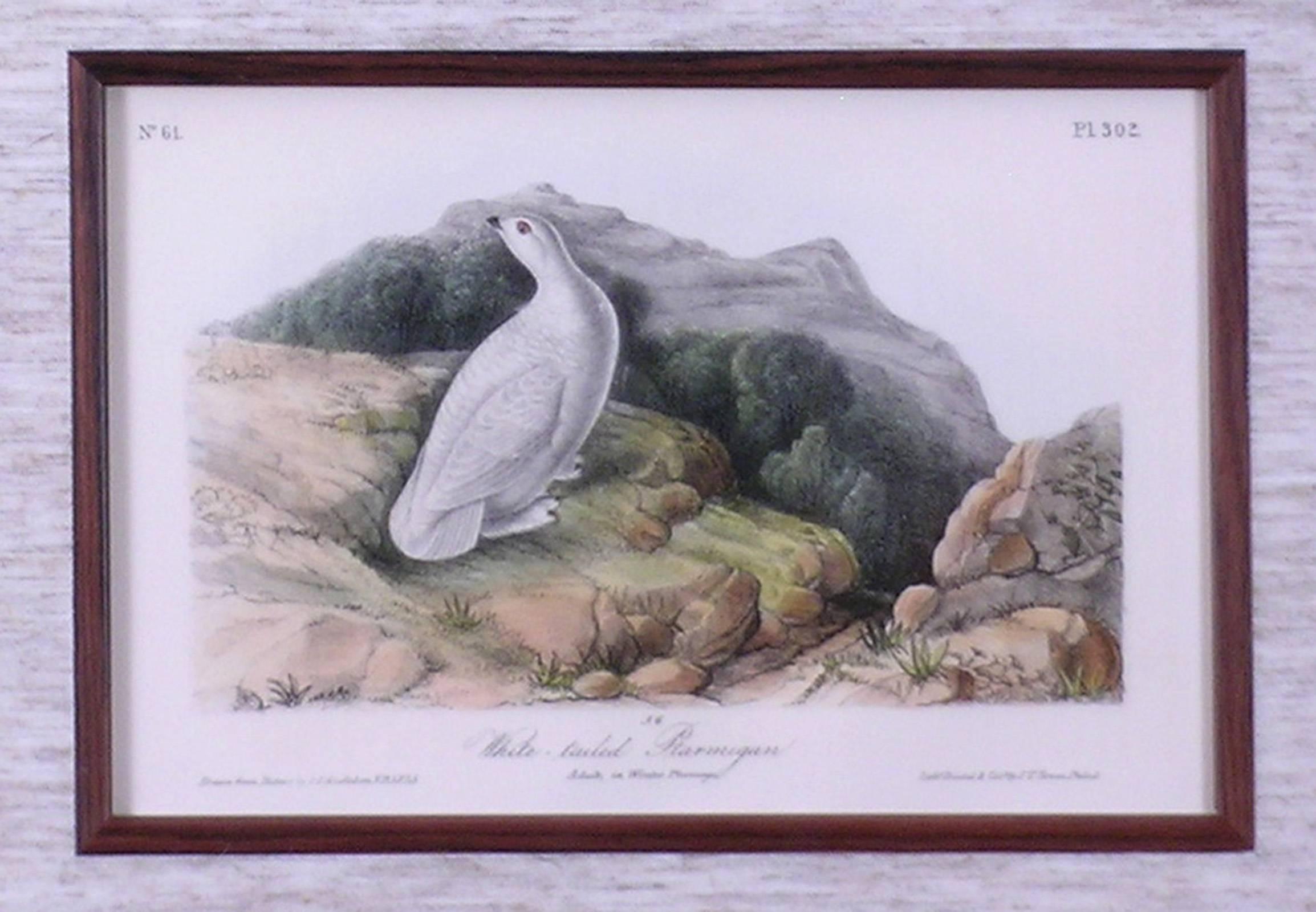 White-tailed Ptarmigan - Academic Print by John James Audubon