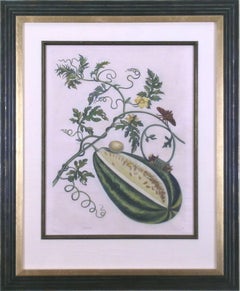 Antique Plate 15.  Watermelon on the Vine with Arcahia Moth.