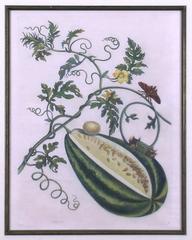 Plate 15.  Watermelon on the Vine with Arcahia Moth.