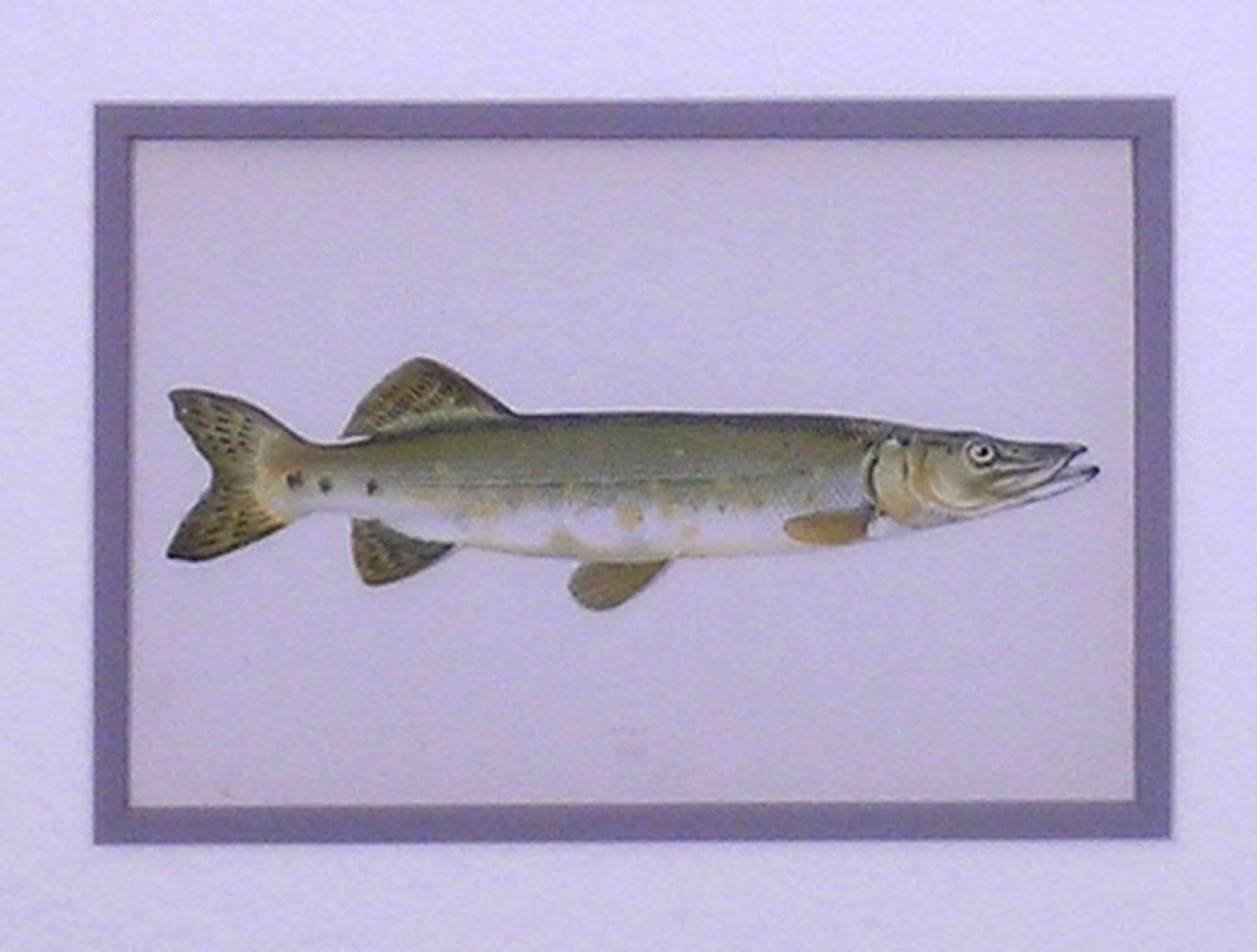 edward trout