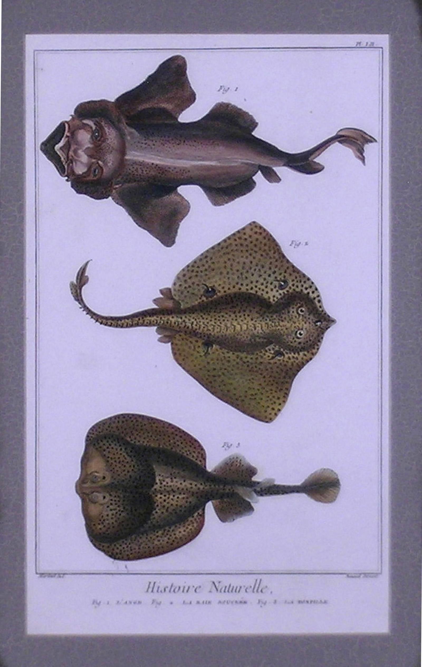 Pl. LII.1. Angelfish 2. Sting Ray 3.Torpedo   - Academic Print by Denis Diderot