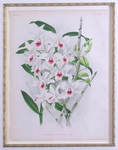 Dendrobium x Ainsworth (Orchid Botanical Flower)