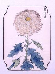 Chrysanthemum  (Copper #1)