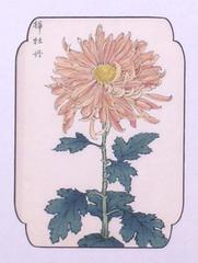 Chrysanthemum (Copper #2)