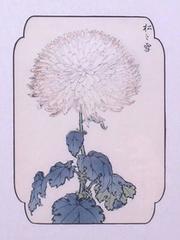 Chrysanthemum  (Copper #3)