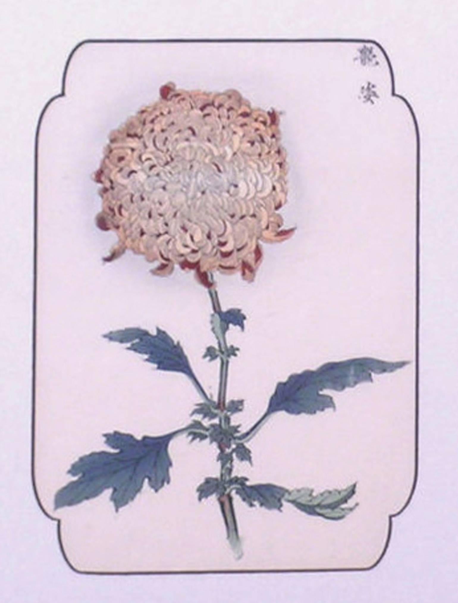 chrysanthemum alice in wonderland