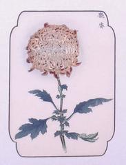 Chrysanthemum (Copper #4)
