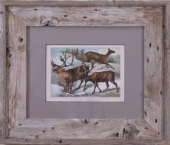 Antique Plate XL. Caribou, Reindeer, Musk Deer